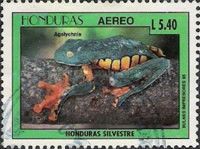 Splendid leaf frog (Cruziohyla calcarifer)