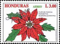 Poinsettia (Euphorbia pulcherrima)