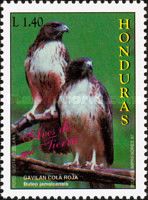 Red-tailed Hawk (Buteo jamaicensis)