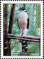 Collared Forest-Falcon (Micrastur semitorquatus)