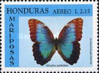 Common Morpho (Morpho peleides)