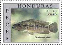 Wolf Cichlid (Parachromis dovii)