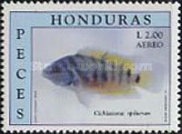 Blue-eye Chichlid (Cichlasoma spilurum)
