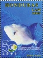 Queen Triggerfish (Balistes vetula)