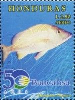 White Grunt (Haemulon plumieri)