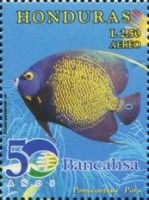 French Angelfish (Pomacanthus paru)