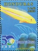 Yellowhead Wrasse (Halichoeres garnoti) - Juvenile