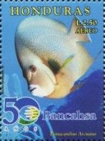 Gray Angelfish (Pomacanthus arcuatus)