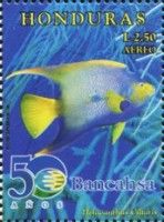 Queen Angelfish (Holacanthus ciliaris)