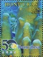 Pillar Coral (Dendrogyra cylindrus)
