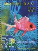 Squirrelfish (Holocentrus adscensionis)