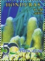 Pillar Coral (Dendrogyra cylindrus)
