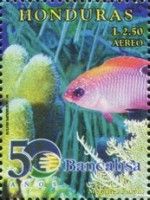 Brazilian Damsel (Stegastes fuscus)