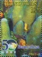 Pillar Coral (Dendrogyra cylindrus)
