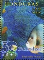 Gray Angelfish (Pomacanthus arcuatus)