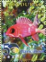 Squirrelfish (Holocentrus adscensionis)