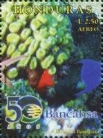 Smooth Flower Coral (Eusmilia fastigiata)