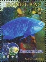 Midnight Parrotfish (Scarus coelestinus)