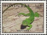 Agame (Agama sp.)
