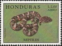 Pitviper (Bothrops sp.)