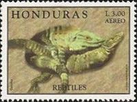 Green Iguana (Iguana iguana)