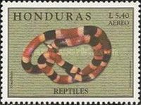 Coral Snake (Aspidelaps sp.)