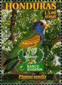 White-crowned Parrot (Pionus senilis)