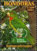 Red-throated Parakeet (Aratinga rubritorques)