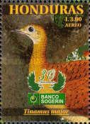 Great Tinamou (Tinamus major)