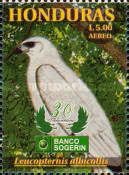 White Hawk (Leucopternis albicollis)
