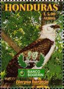 Harpy Eagle (Harpia harpyja)