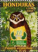 Spectacled Owl (Pulsatrix perspicillata)