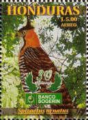 Ornate Hawk-Eagle (Spizaetus ornatus)