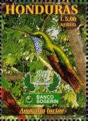 Honduran Emerald (Amazilia luciae)