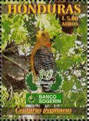 Yucatan Woodpecker (Centurus pygmaeus)