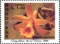 Vanilla planifolia