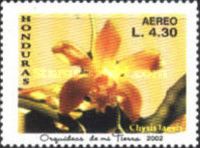 Chysis laevis