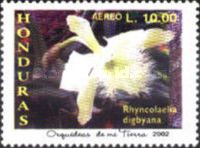 Rhyncholaelia digbyana