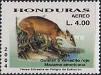 Red Brocket (Mazama americana)