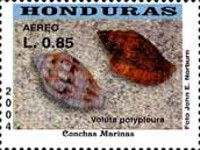 De Marcoi's Volute (Voluta polypleura)