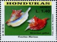 Rooster-tailed Conch (Strombus gallus)