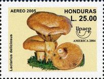 Lactarius deliciosus