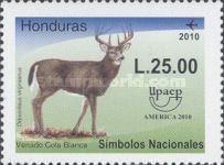 White-tailed Deer (Odocoileus virginianus)
