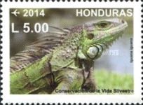 Green Iguana (Iguana iguana)