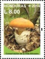 Caesar's mushroom (Amanita caesarea)