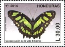 Malachite (Siproeta stelenes)
