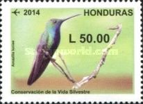 Honduran Emerald (Amazilia luciae)