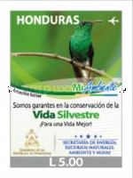 Honduran Emerald (Amazilia luciae)
