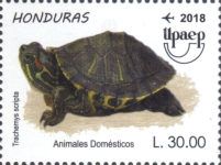 Pond Slider (Trachemys scripta)