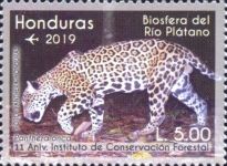 Jaguar (Panthera onca)